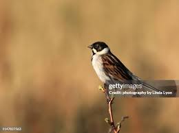 Attēlu rezultāti vaicājumam “Emberiza schoeniclus male”
