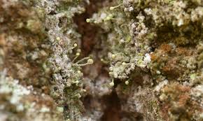 Attēlu rezultāti vaicājumam “Chaenotheca brachypoda”