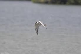 Attēlu rezultāti vaicājumam “Chlidonias hybrida adult”