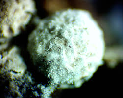 Attēlu rezultāti vaicājumam “Diderma radiatum young”