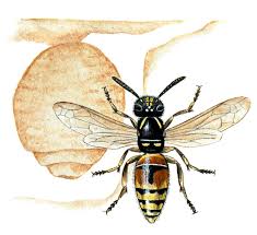 Attēlu rezultāti vaicājumam “Vespula rufa”