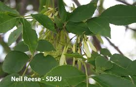 Attēlu rezultāti vaicājumam “Fraxinus pennsylvanica male flower”