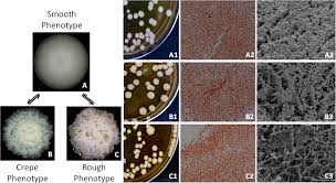 Attēlu rezultāti vaicājumam “Fuligo candida f. persicum macro”