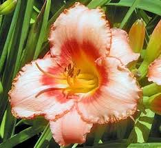 Attēlu rezultāti vaicājumam “Hemerocallis lilioasphodelus flower”