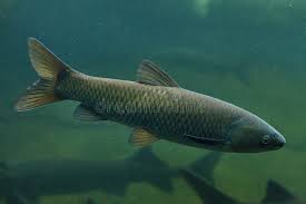 Image result for Ctenopharyngodon idella