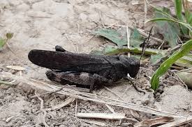 Attēlu rezultāti vaicājumam “Psophus stridulus”