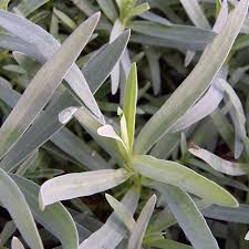 Attēlu rezultāti vaicājumam “Gypsophila paniculata leaf”