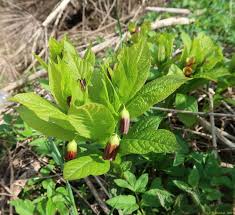 Attēlu rezultāti vaicājumam “Scopolia carniolica”