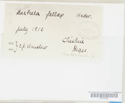 Attēlu rezultāti vaicājumam “Didymodon fallax var. brevifolius”