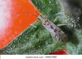 Attēlu rezultāti vaicājumam “Dicyphus sp.”