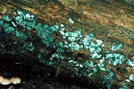 Attēlu rezultāti vaicājumam “Chlorociboria aeruginascens”