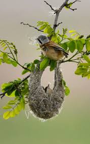 Attēlu rezultāti vaicājumam “Remiz pendulinus nest”