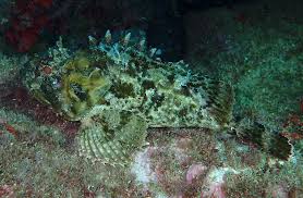 Image result for Scorpaena porcus