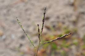 Attēlu rezultāti vaicājumam “Digitaria ischaemum”