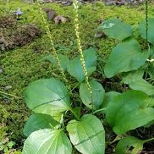 Attēlu rezultāti vaicājumam “Plantago uniflora leaf”