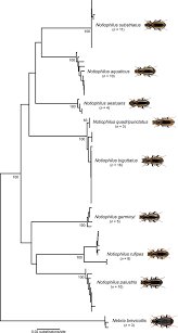 Attēlu rezultāti vaicājumam “Notiophilus palustris”
