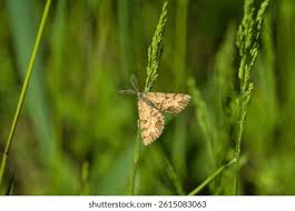 Attēlu rezultāti vaicājumam “Ematurga atomaria”