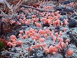 Attēlu rezultāti vaicājumam “Dibaeis baeomyces”