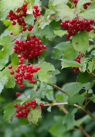 Attēlu rezultāti vaicājumam “Viburnum opulus”