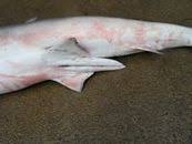 Image result for Carcharhinus isodon