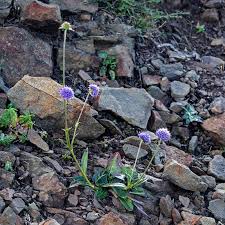 Attēlu rezultāti vaicājumam “Succisa pratensis bud”