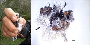 Attēlu rezultāti vaicājumam “Charadrius hiaticula adult”