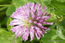 Attēlu rezultāti vaicājumam “Trifolium medium flower”
