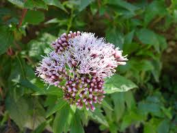 Attēlu rezultāti vaicājumam “Eupatorium cannabinum flower”