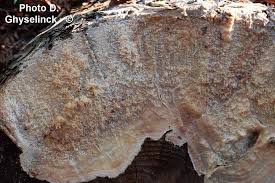 Attēlu rezultāti vaicājumam “Phlebiopsis gigantea”