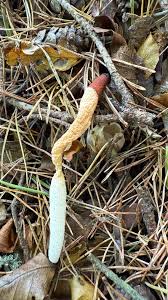 Attēlu rezultāti vaicājumam “Mutinus caninus”