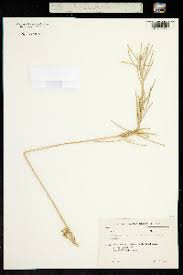 Attēlu rezultāti vaicājumam “Erysimum hieracifolium fruit”