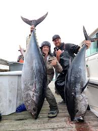 Image result for giant tuna