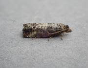 Attēlu rezultāti vaicājumam “Spilonota ocellana”