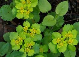 Attēlu rezultāti vaicājumam “Chrysosplenium alternifolium leaf”