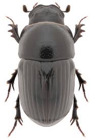 Attēlu rezultāti vaicājumam “Aphodius subterraneus”