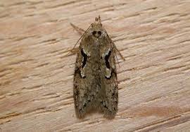 Attēlu rezultāti vaicājumam “Semioscopis avellanella imago”