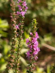 Attēlu rezultāti vaicājumam “Lythraceae”