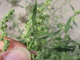 Image result for Chenopodium album