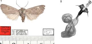 Attēlu rezultāti vaicājumam “Orthosia sp.”