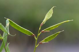 Attēlu rezultāti vaicājumam “Lathyrus pratensis leaf”