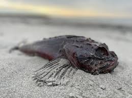 Image result for Myoxocephalus quadricornis