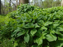 Attēlu rezultāti vaicājumam “Scopolia carniolica”