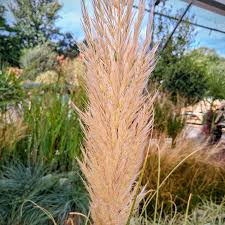 Attēlu rezultāti vaicājumam “Heyderia pusilla”