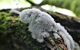 Attēlu rezultāti vaicājumam “Ceratiomyxa fruticulosa young”