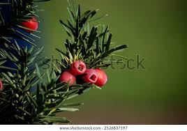 Attēlu rezultāti vaicājumam “Taxus baccata”