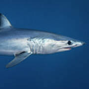 Image result for Isurus oxyrinchus