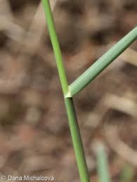 Attēlu rezultāti vaicājumam “Phleum phleoides fruit”