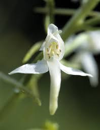 Attēlu rezultāti vaicājumam “Platanthera chlorantha flower”