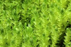 Attēlu rezultāti vaicājumam “Pohlia wahlenbergii”