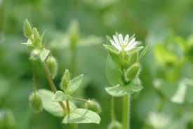 Attēlu rezultāti vaicājumam “Stellaria media”